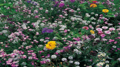 Blumenwiese Baienfurt